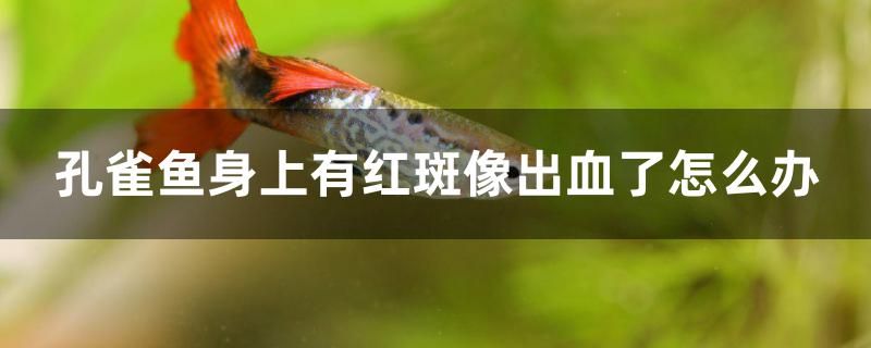 孔雀魚(yú)身上有紅斑像出血了怎么辦 朱巴利魚(yú)苗