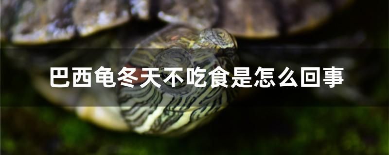 巴西龜冬天不吃食是怎么回事 2025第29屆中國國際寵物水族展覽會CIPS（長城寵物展2025 CIPS）