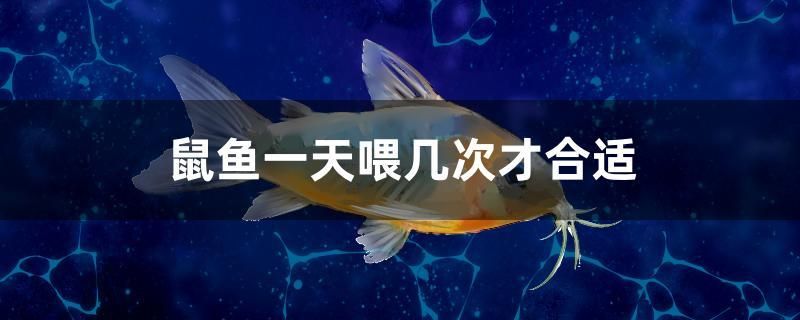 鼠魚一天喂幾次才合適 水族主題相關(guān)