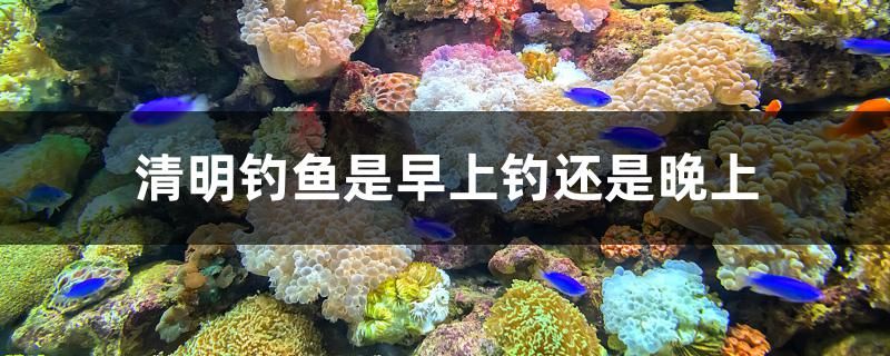 清明釣魚是早上釣還是晚上