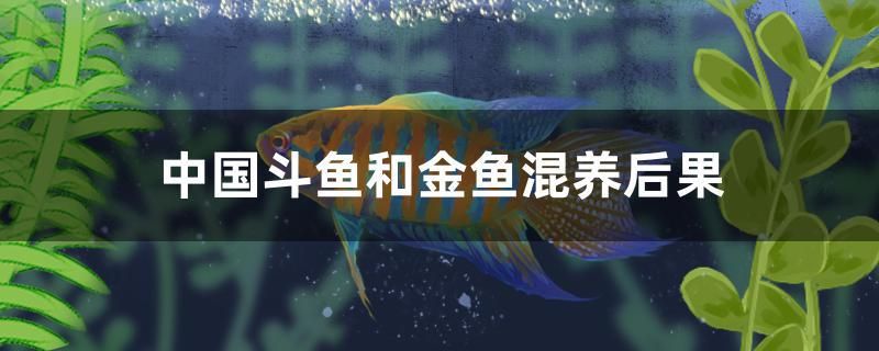 中國(guó)斗魚和金魚混養(yǎng)后果 魚缸/水族箱