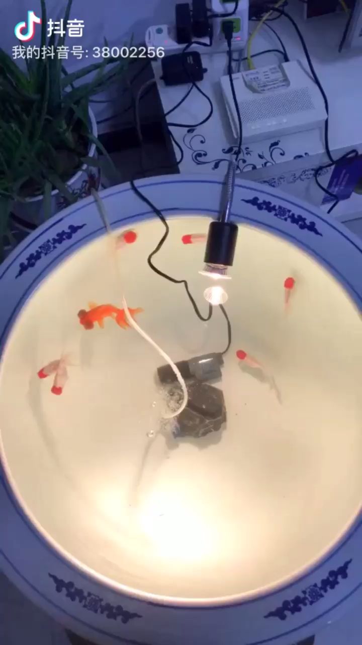 波妞 金魚