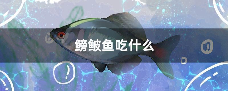 鳑鲏魚吃什么 粗線銀版魚