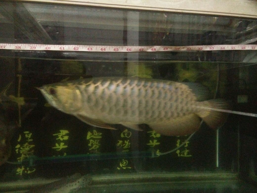 斗魚怎么養(yǎng)能養(yǎng)一對(duì)嗎 羅漢魚 第2張