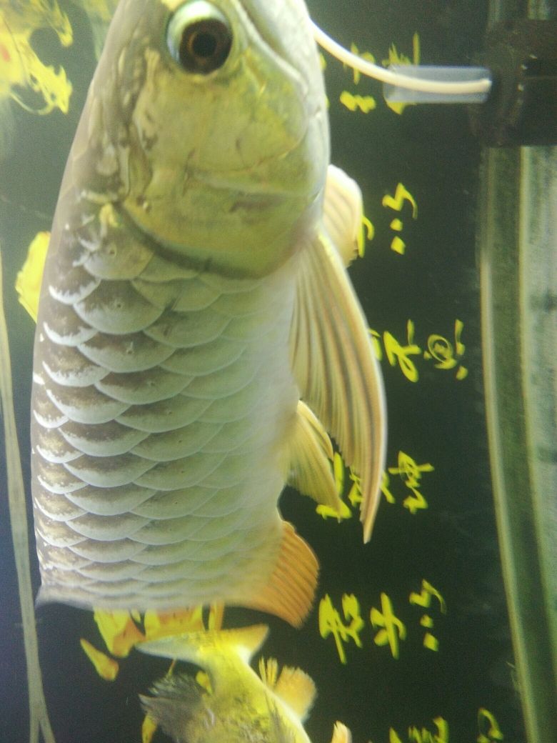 魚(yú)缸改下過(guò)濾視頻教學(xué)（開(kāi)心水族箱鮟鱇魚(yú)寶寶孵化公式） 非洲金鼓魚(yú) 第2張