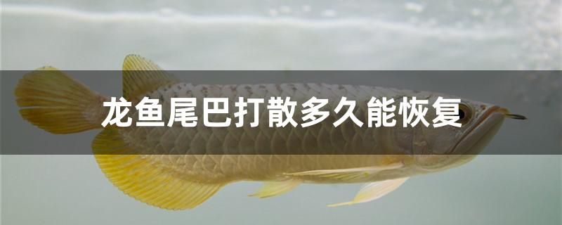 龍魚尾巴打散多久能恢復 委內(nèi)瑞拉奧里諾三間魚