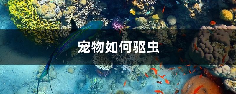 寵物如何驅(qū)蟲 白子銀版魚