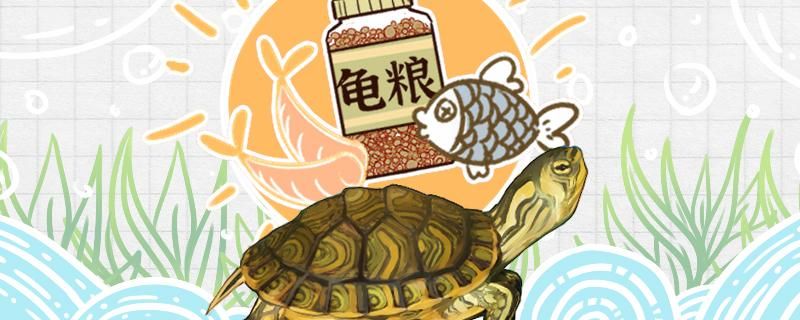 黃耳龜喂食方法飼養(yǎng)方法 狗頭魚