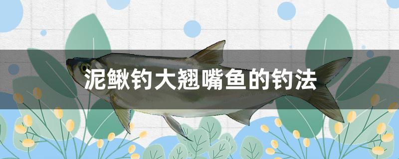 泥鰍釣大翹嘴魚的釣法 帝王血鉆