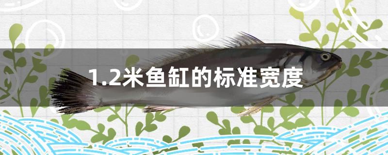 1.2米魚缸的標(biāo)準(zhǔn)寬度是多少 斑馬鴨嘴魚