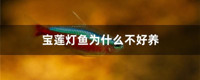 樂家魚缸廠家地址查詢大全（樂佳魚缸怎么樣）