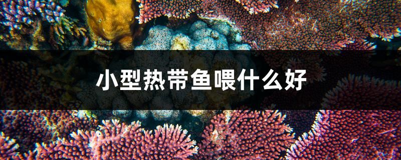 小型熱帶魚喂什么好