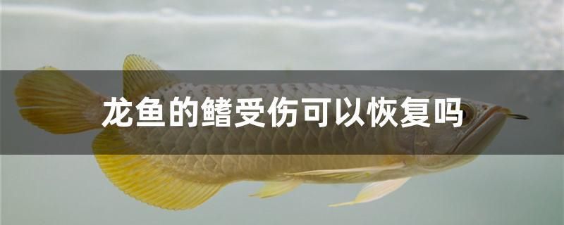 龍魚的鰭受傷可以恢復(fù)嗎 熊貓異形魚L46