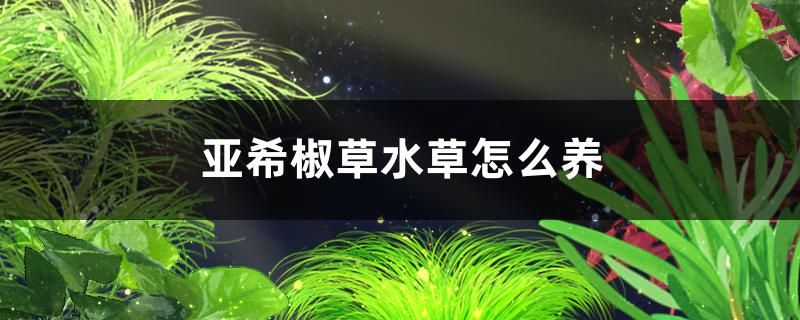 亞希椒草水草好養(yǎng)嗎怎么養(yǎng)