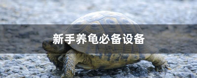 新手養(yǎng)龜必備設(shè)備 祥龍水族護(hù)理水