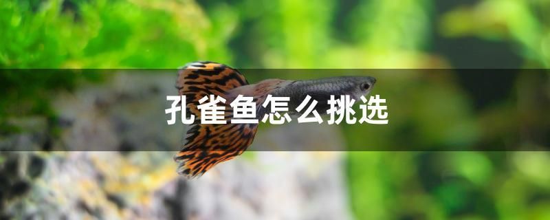 血鸚鵡魚適合多少deg;C水溫 黃金夢幻雷龍魚 第2張