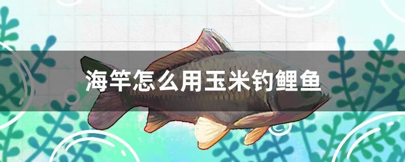 海竿怎么用玉米釣鯉魚