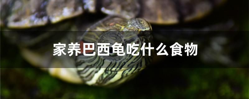 家養(yǎng)巴西龜吃什么食物 祥龍水族醫(yī)院