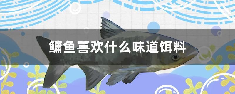 鳙魚(yú)喜歡什么味道餌料