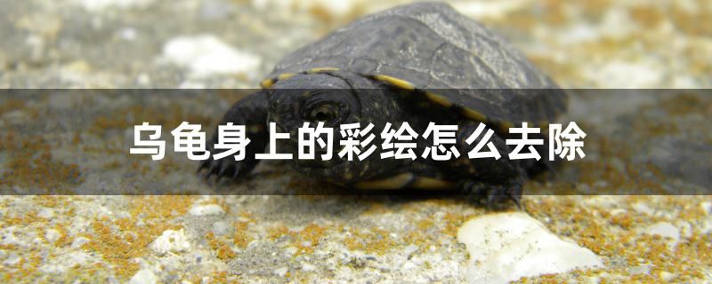 烏龜身上的彩繪怎么去除 水族品牌