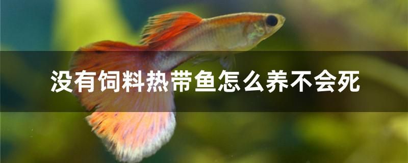 沒有飼料熱帶魚怎么養(yǎng)不會死