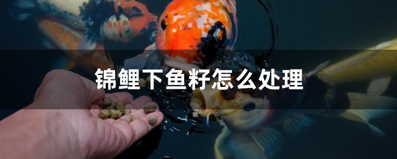 錦鯉下魚籽怎么處理 綠皮皇冠豹魚