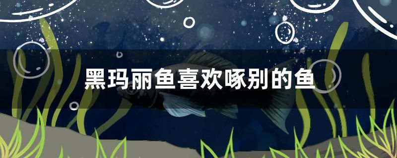 黑瑪麗魚(yú)喜歡啄別的魚(yú)怎么辦