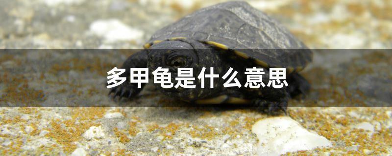 多甲龜是什么意思 刀魚魚