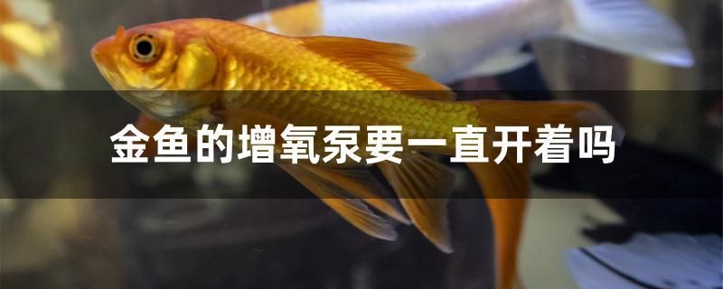 金魚(yú)的增氧泵要一直開(kāi)著嗎 黃金鴨嘴魚(yú)