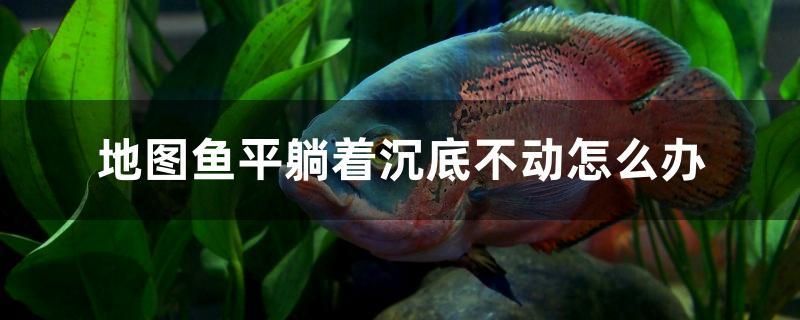 地圖魚平躺著沉底不動(dòng)怎么辦 非洲象鼻魚