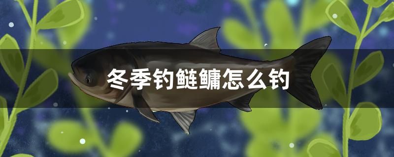 冬季釣鰱鳙怎么釣 玫瑰銀版魚(yú)