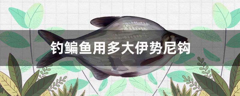 釣鳊魚(yú)用多大伊勢(shì)尼鉤 雪龍魚(yú)