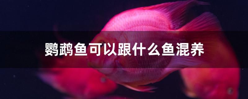 鸚鵡魚可以跟什么魚混養(yǎng)