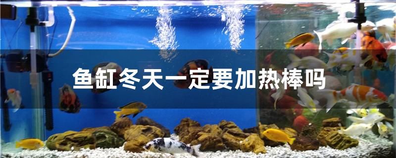 魚(yú)缸冬天一定要加熱棒嗎 金三間魚(yú)