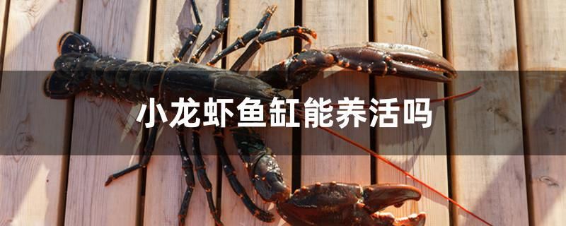 小龍蝦魚缸能養(yǎng)活嗎 白子關刀魚苗