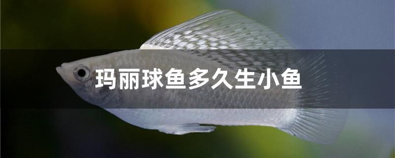 瑪麗球魚多久生小魚 觀賞魚飼料