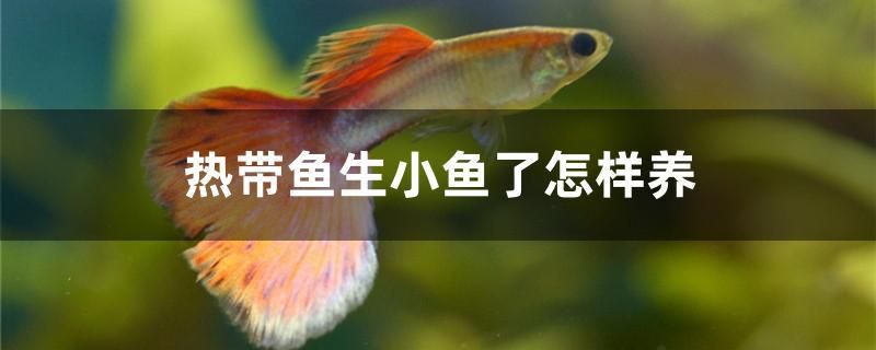 熱帶魚生小魚了怎樣養(yǎng) 一眉道人魚苗