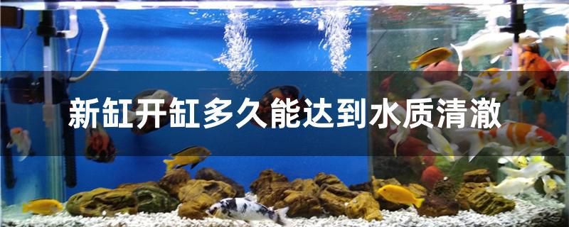 新缸開缸多久能達(dá)到水質(zhì)清澈 泰國斗魚