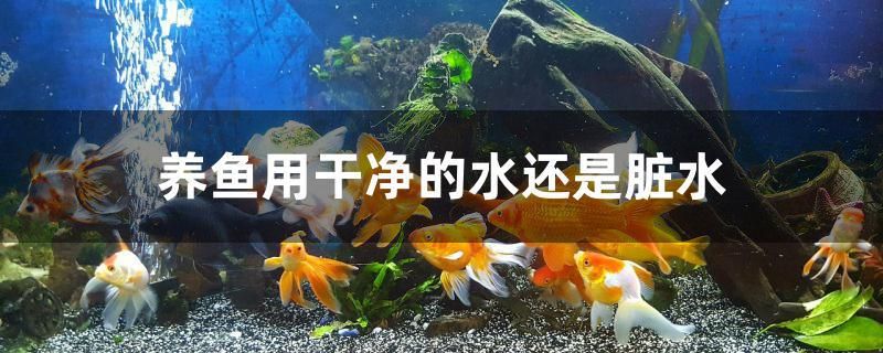 養(yǎng)魚用干凈的水還是臟水 斑馬鴨嘴魚