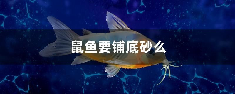 鼠魚(yú)要鋪底砂么 黃吉金龍（白子金龍魚(yú)）