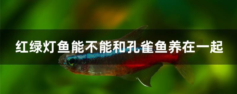 紅綠燈魚能不能和孔雀魚養(yǎng)在一起