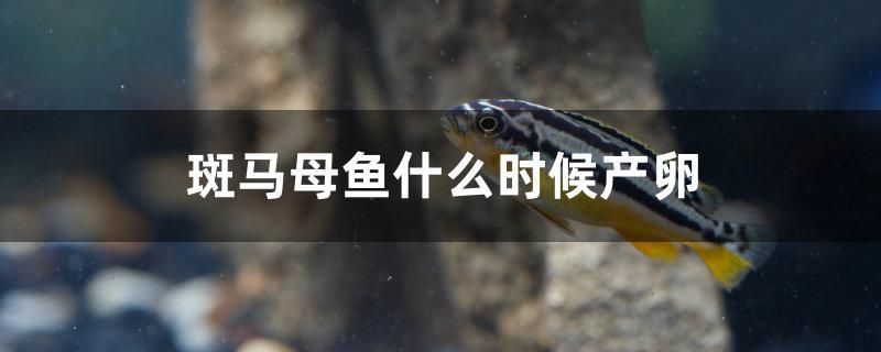 斑馬母魚什么時候產(chǎn)卵