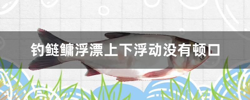 釣鰱鳙浮漂上下浮動沒有頓口 女王大帆魚苗