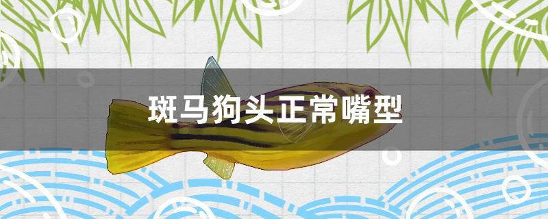 斑馬狗頭正常嘴型 大正錦鯉魚