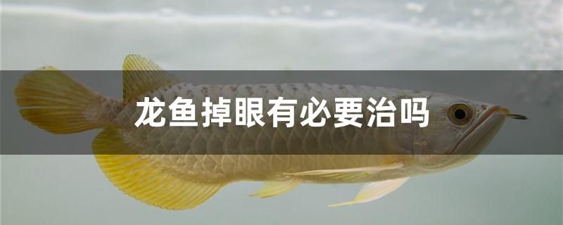 龍魚掉眼有必要治嗎