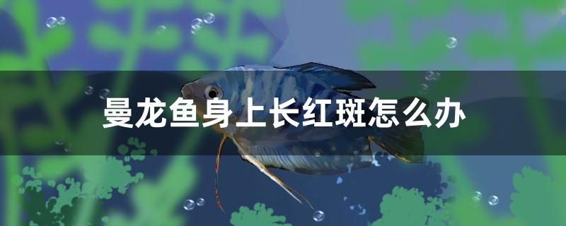 廣州觀賞魚養(yǎng)殖基地在哪兒?。◤V州哪里有大型觀賞魚市場） 白子紅龍魚 第1張