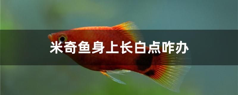 米奇魚(yú)身上長(zhǎng)白點(diǎn)咋辦