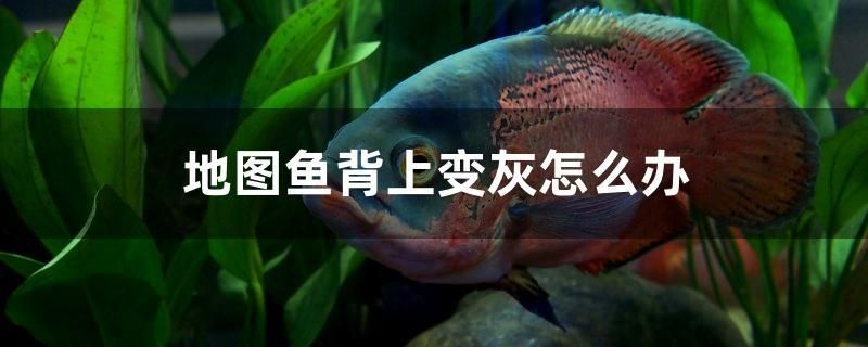 地圖魚背上變灰怎么辦