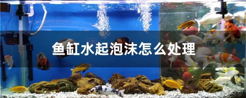 魚缸水起泡沫怎么處理 廣州觀賞魚批發(fā)市場(chǎng)