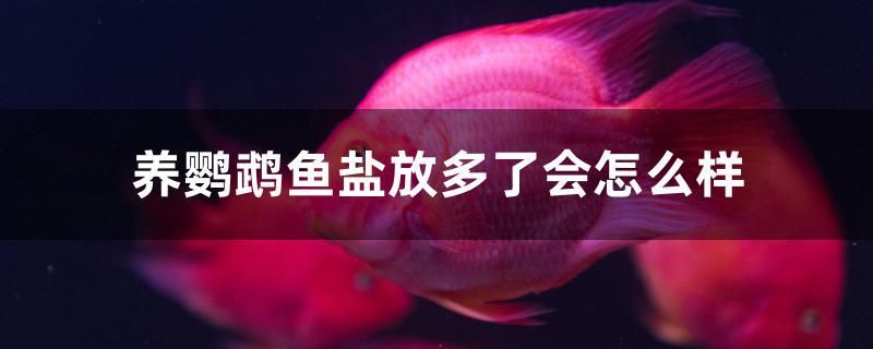 養(yǎng)鸚鵡魚鹽放多了會怎么樣 藍帆三間魚